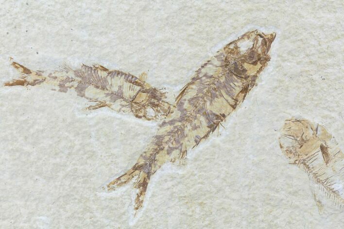 Two Knightia Fossil Fish - Wyoming #88540